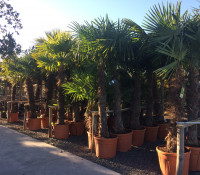illustration secondaire de Palmiers et plantes méditerranéennes